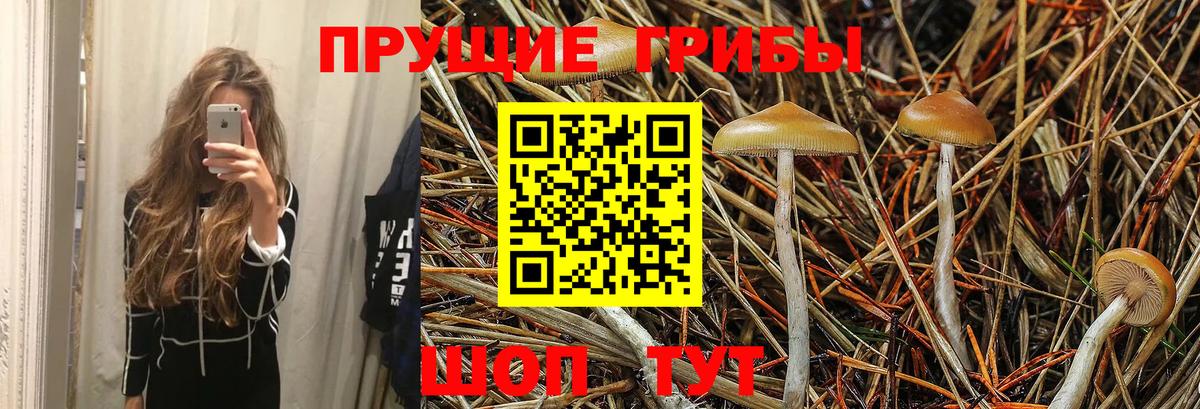 Кандалакша  Галлюциногенные грибы Cubensis  Псилоцибиновые грибы Cubensis  Вход с VPN 
